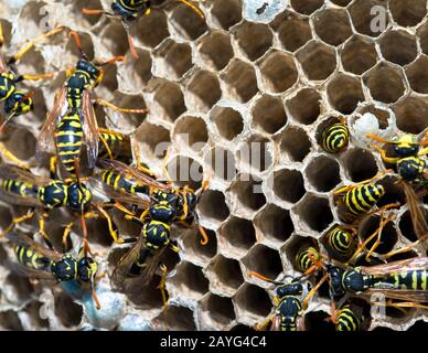 Schwarm von Wespen um das Nest Stockfoto