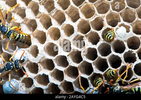 Schwarm von Wespen um das Nest Stockfoto