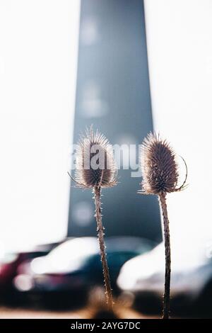 Teasels vor dem Dungeness Old Lighthouse Stockfoto