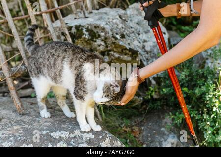 Umarmen und Kuscheln seines Tieres der Grauen Katze im Freien Stockfoto