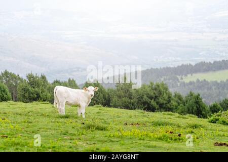 Das Kuhkalb auf einer Sommerweide in Bergen Stockfoto