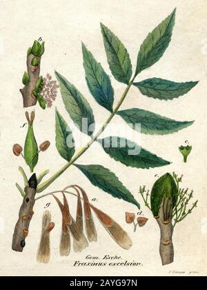 Esche;Esche Fraxinus excelsior;Fraxinus excelsior, F Kampe (Botanik-Buch, 1850) Stockfoto