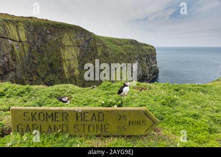 Blick auf die Landschaft der Kolonie Wick & Atlantic Puffin Fratercula arctica, Skomer, Pembrokeshire, Wales, Großbritannien, Juni Stockfoto