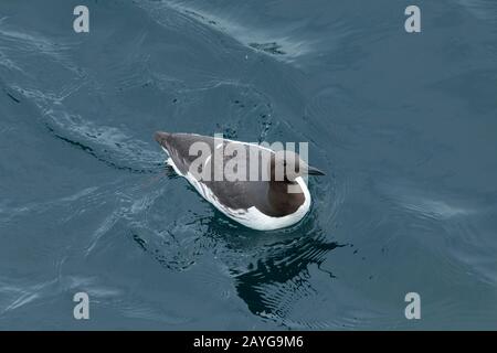 Gemeinsamer guillemot Uria Aalge, Erwachsener, auf Wasser, Skomer, Pembrokeshire, Großbritannien, Juni Stockfoto