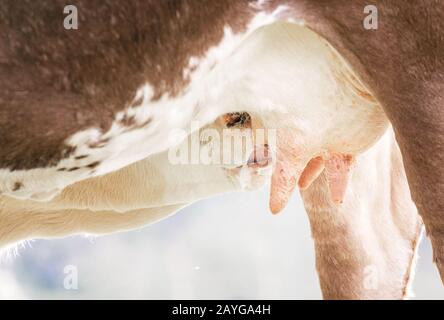 Das Kalb trinkt Milch von der Mutterkuh Stockfoto