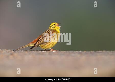 Ein wunderschöner, erwachsener Yellowhammer (Emberiza citrinella)-Bäuchen, der im Frühling in Großbritannien singt Stockfoto