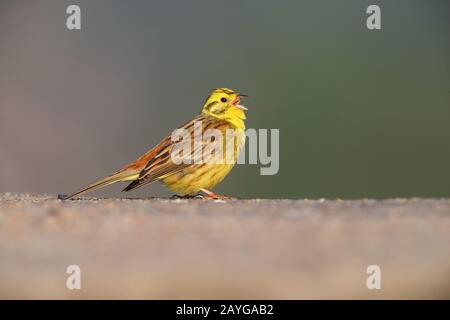 Ein wunderschöner, erwachsener Yellowhammer (Emberiza citrinella)-Bäuchen, der im Frühling in Großbritannien singt Stockfoto