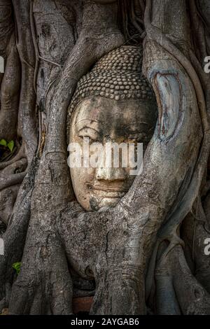 Buddha-Kopf gefangen in Bodhi-Baumwurzeln im Wat Mahathath-Tempel, Ayutthaya. Provinz Bangkok, Thailand Stockfoto