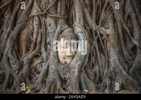 Buddha-Kopf gefangen in Bodhi-Baumwurzeln im Wat Mahathath-Tempel, Ayutthaya. Provinz Bangkok, Thailand Stockfoto