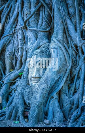 Buddha-Kopf gefangen in Bodhi-Baumwurzeln im Wat Mahathath-Tempel, Ayutthaya. Provinz Bangkok, Thailand Stockfoto