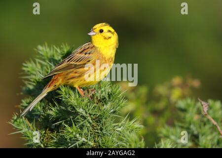 Ein wunderschönes, ausgewachsenes, männliches Yellowhammer (Emberiza citrinella)-Bunting im Frühjahr in Großbritannien Stockfoto