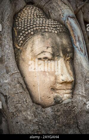 Buddha-Kopf gefangen in Bodhi-Baumwurzeln im Wat Mahathath-Tempel, Ayutthaya. Provinz Bangkok, Thailand Stockfoto