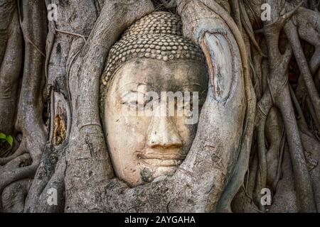 Buddha-Kopf gefangen in Bodhi-Baumwurzeln im Wat Mahathath-Tempel, Ayutthaya. Provinz Bangkok, Thailand Stockfoto