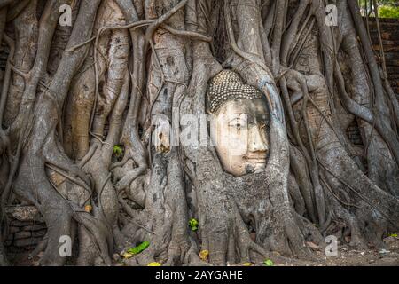 Buddha-Kopf gefangen in Bodhi-Baumwurzeln im Wat Mahathath-Tempel, Ayutthaya. Provinz Bangkok, Thailand Stockfoto