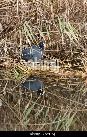 Eurasian Coot Fulica atra, Erwachsener, stehend unter Reedbed, London Wetland Center, London, Großbritannien, November Stockfoto