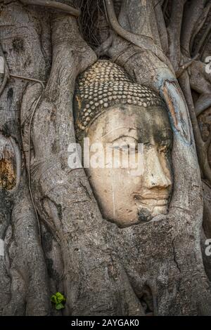 Buddha-Kopf gefangen in Bodhi-Baumwurzeln im Wat Mahathath-Tempel, Ayutthaya. Provinz Bangkok, Thailand Stockfoto