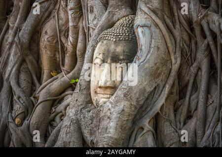 Buddha-Kopf gefangen in Bodhi-Baumwurzeln im Wat Mahathath-Tempel, Ayutthaya. Provinz Bangkok, Thailand Stockfoto