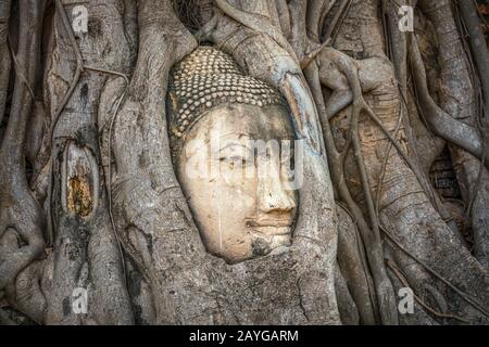 Buddha-Kopf gefangen in Bodhi-Baumwurzeln im Wat Mahathath-Tempel, Ayutthaya. Provinz Bangkok, Thailand Stockfoto