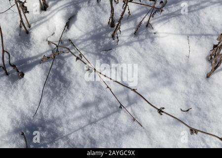 Schnee Natur Wald Bäume Hintergrund an weiß sonnigen Winterstimmung Tag. Leichte und helle Schneekälte Stockfoto