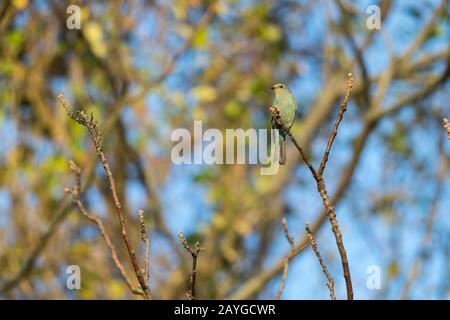 Verditer Flycatcher Eumyias thalassinus, weiblich, gehütet in Baumkännchen, Mai Po Marshes, San Tin, Hongkong, Januar Stockfoto