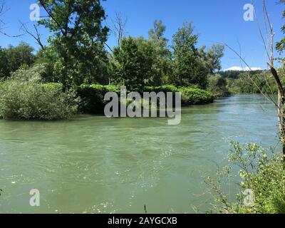 Der Kanal von Aare im Uferwald ist in der Sommerzeit in der Nähe der Stadt Brugg, Schweiz, mit grünem Regenwasser überlaufen. Stockfoto