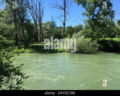 Der Kanal von Aare im Uferwald ist in der Sommerzeit in der Nähe der Stadt Brugg, Schweiz, mit grünem Regenwasser überlaufen. Stockfoto