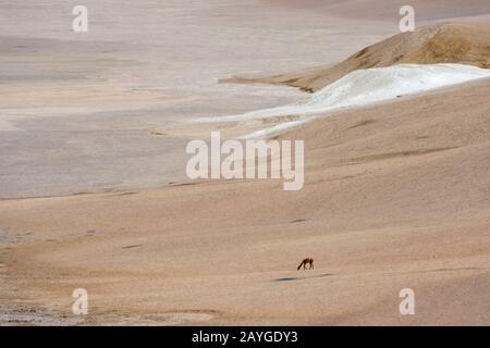 Vicuna (Vicugna vicugna) in karger Landschaft in der Atacama-Wüste bei San Pedro de Atacama, Nordchile. Stockfoto