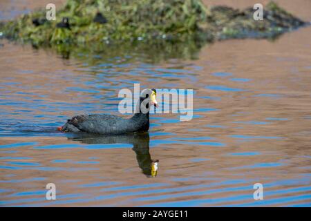 Giant Coot (Fulica gigantea) in Feuchtgebieten in der Atacama-Wüste bei San Pedro de Atacama, Nordchile. Stockfoto