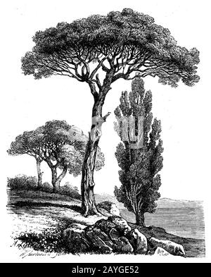 Pinie, Pinus Pinea, Bäume des Mittelmeergebiets: Pinie (Links), Zypresse (rechts) und Ölbäume, Pin, A. Lütkge u. W. A[arland] u. So (Buch über die Botanik, 1888-3) Stockfoto