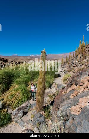 Wanderer und Cardon-Kakteen (Echinopsis atacamensis) am Guatin-Bach in der Atacama-Wüste nahe San Pedro de Atacama, Nordchile. Stockfoto