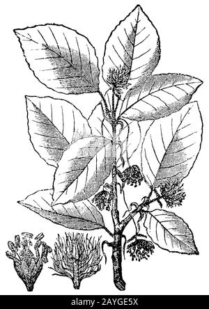 Buche, Fagus sylvatica, Rotbuche. A) Staubblüten, b) Samenblüten, hêtre, (Enzyklopädie, 1893) Stockfoto