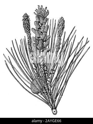 Pinie, Pinus Pinea, Pinienzweig, Stift, (Botanikbuch, 1898) Stockfoto