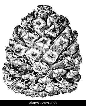 Pinie, Pinus Pinea, Pinienzapfen, Stift, (Buch über die Botanik, 1898) Stockfoto