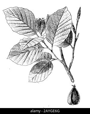 Buche, Fagus sylvatica, Rotbuche, rechts unten Obst, hêtre, H.W und H. Gedan (Botanik-Buch, 1910) Stockfoto