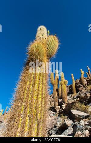 Cardon-Kakteen (Echinopsis atacamensis) am Guatin-Bach in der Atacama-Wüste nahe San Pedro de Atacama, Nordchile. Stockfoto