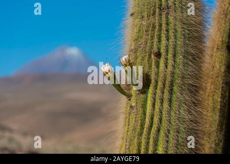 Blühende Cardon-Kakteen (Echinopsis atacamensis) am Guatin-Bach mit Vulkan Colorado im Hintergrund in der Atacama-Wüste nahe San Pedro de Atacam Stockfoto