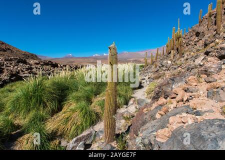 Cardon-Kakteen (Echinopsis atacamensis) am Guatin-Bach in der Atacama-Wüste nahe San Pedro de Atacama, Nordchile. Stockfoto