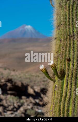 Blühende Cardon-Kakteen (Echinopsis atacamensis) am Guatin-Bach mit Vulkan Colorado im Hintergrund in der Atacama-Wüste nahe San Pedro de Atacam Stockfoto