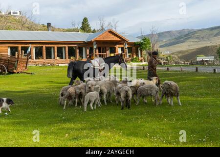 Gaucho mit Schafen im Hotel Kau Yatun, einer ehemaligen Estancia, in El Calafate, Patagonien, Argentinien. Stockfoto