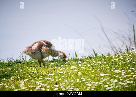 Egyptian Goose Chick on Field in der Nähe des Adolfosee Lake (Alopochen aegyptiaca) Stockfoto