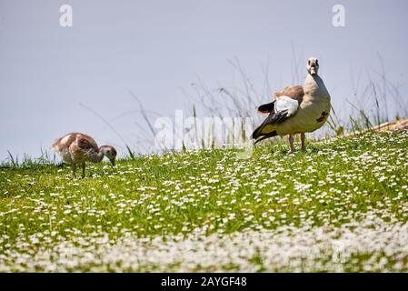 Ägyptische Gans mit Chick on Field in der Nähe des Adolfosee Lake (Alopochen aegyptiaca) Stockfoto