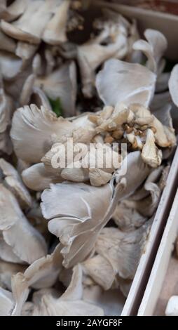 Austernpilze zum Verkauf auf einem Marktstand in Paris, Frankreich Stockfoto