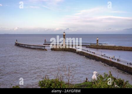 Eingang zum Hafen von Whitby. Am Ende jedes Stegs stehen zwei Leuchttürme und im Vordergrund steht eine Möwe, die auf einer Klippe steht. Stockfoto