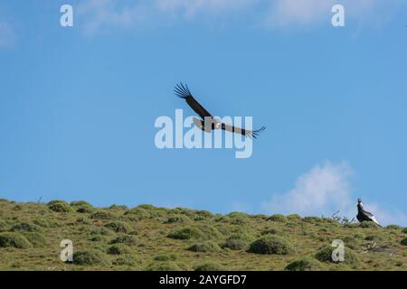 Andenkondor (Vultur gryphus) im Flug im Nationalpark Torres del Paine in Patagonien, Chile. Stockfoto