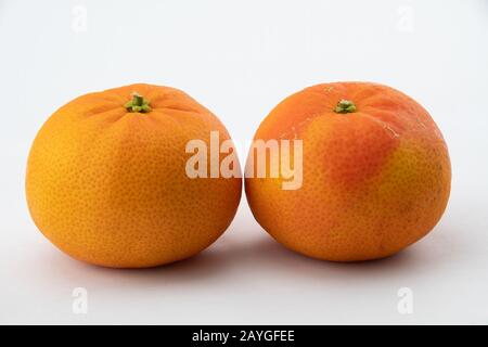 Zwei Frische Clementine Zitrusfrüchte auf weißem Hintergrund Stockfoto
