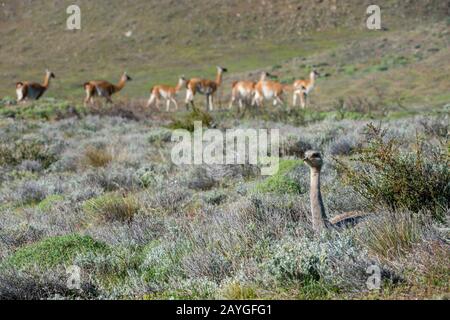 Darwins Rhea (Rhea pennata)-Männchen ruht im Torres del Paine National Park in Patagonien, Chile, mit Guanacos Hintergrund Stockfoto