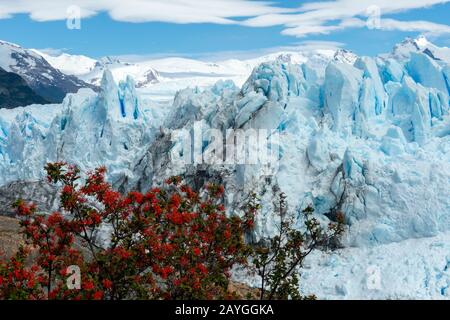 Embothrium coccineum, im Allgemeinen bekannt als chilenischer Firetree, chilenischer Feuerbusch oder Notro am Perito Moreno Glacier im Los Glaciares National Park in der Nähe von E Stockfoto