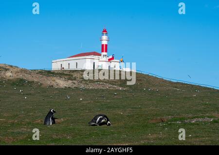 Magellanic Penguins (Spheniscus magellanicus) auf der Insel Magdalena in der Straße von Magellan bei Punta Arenas im Süden Chiles mit dem Leuchtturm in Stockfoto