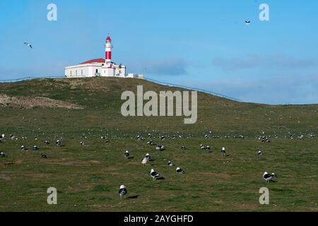 Kelp Gulls (Larus dominicanus), auch Dominikanische Gulls genannt, auf der Insel Magdalena in der Magellanstraße bei Punta Arenas im Süden Chiles w Stockfoto