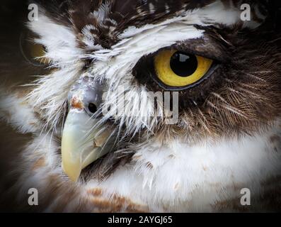 Nahaufnahme des Kopfes einer gespießenen Eule, Pulsatrix Perspicillata, die die markanten großen Augen Gelb-Gelb deutlich zeigt Stockfoto